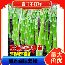 一件代发芦笋根苗带土芦芛种苗卢笋种植苗庭院种根种籽阳台盆栽绿