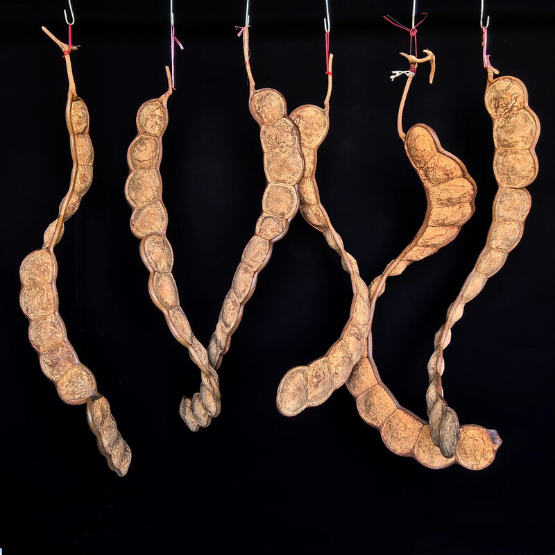 Natural Peace Bean Pod Wild Material Seeds Hotel Bar Home Inn Farmhouse Bed and Breakfast Decorations