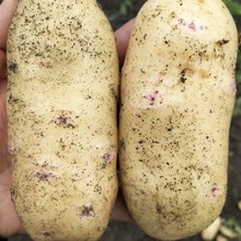 2022年貴州新鮮現挖洋芋黃皮黃心土豆下單送辣椒面批發跨境速賣通