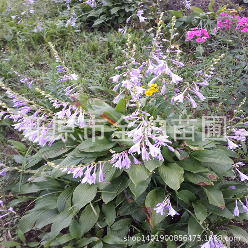 玉簪花苗 耐寒耐阴植物 紫花玉簪 地被植物 玉簪花小苗