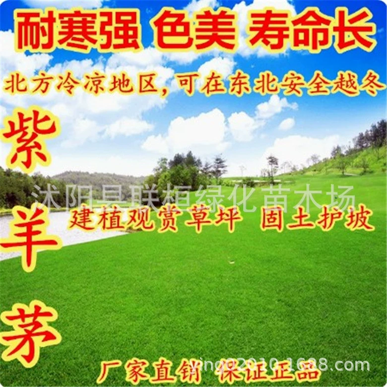 Семена фескуса фиолетового, семена газонной травы Dream Grass, семена травы для зеленого озеленения, морозостойкие, подходят для Северо-Востока, для защиты склонов, для прохладных сезонов, премиум-сорт