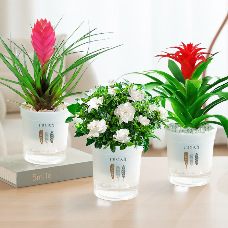 철란 + 치자나무 + 행운(삼엽흡수대) + 영양액