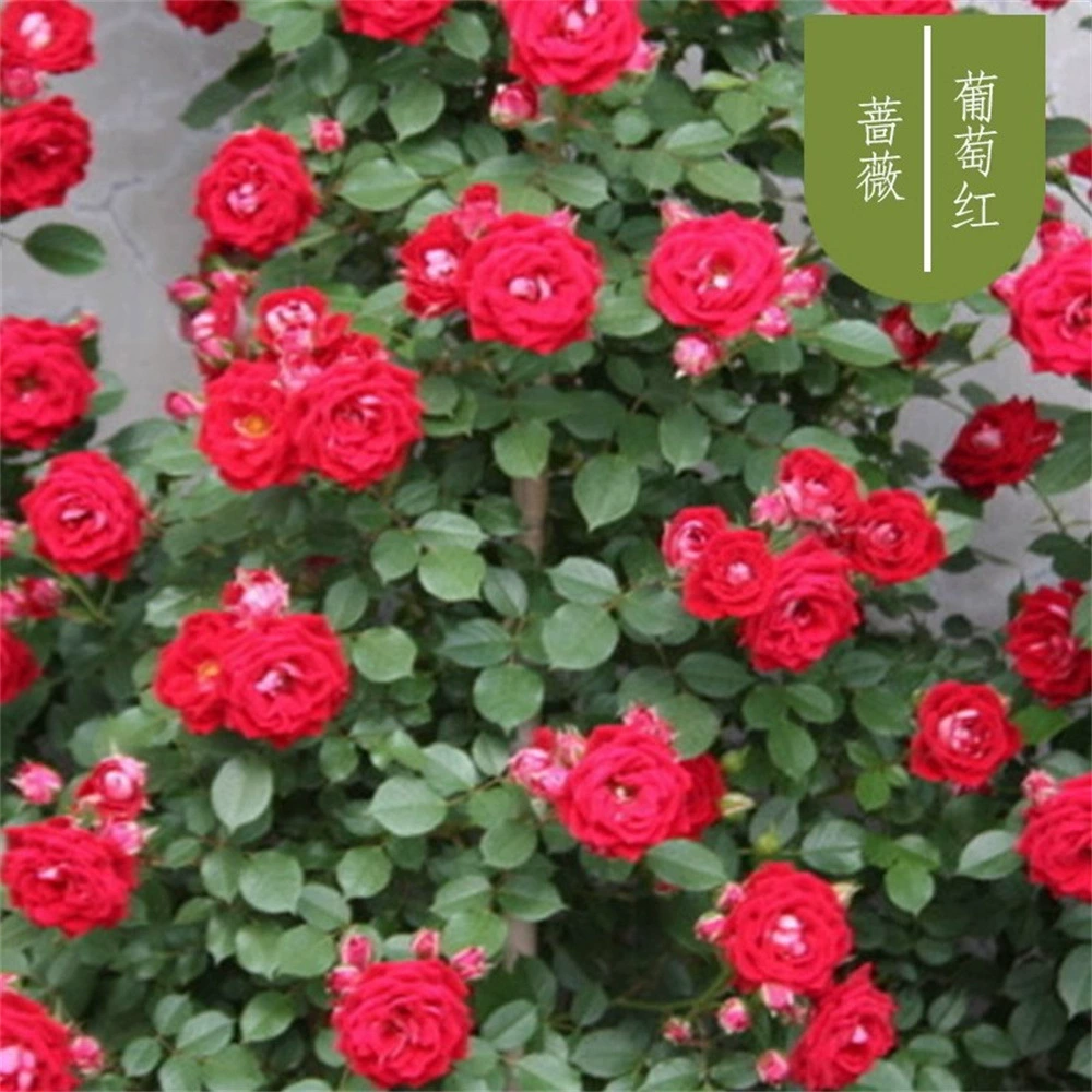 Роза Рассада Коралловое Сердце Виноградная лоза Эта Роза Ароматные садовые цветы Вьющиеся лоза Растения Четыре сезона Открытая Роза в горшке