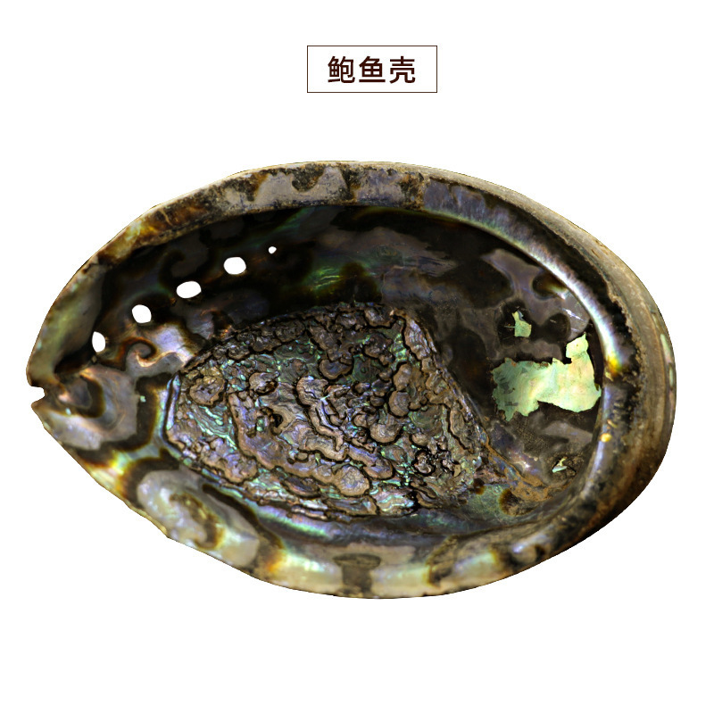 现货 Wicca白鼠尾草烟熏配件贝壳+圣木支架 祭坛仪式用品 图 2