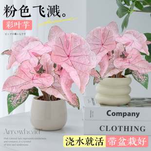 ~ķNˮWtGֲݮ֮ķɫwR̨