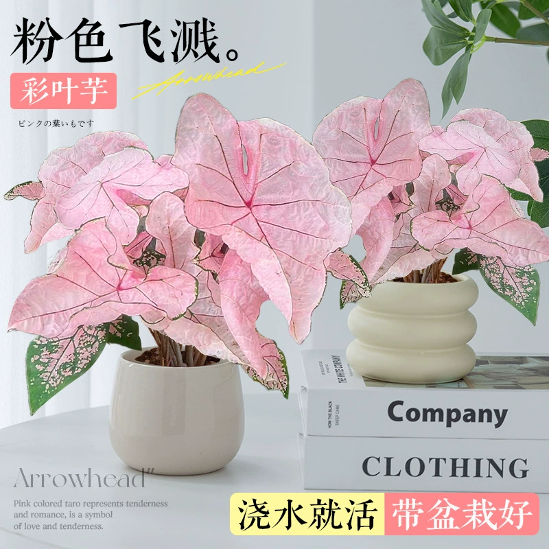 Цветной лист таро в горшке, гидропонная популярная зеленая растительность, клубничное сердце, розовый сплэш, гармония, балконный цветок