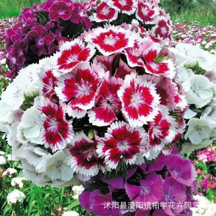 Американский Гвоздика Семена Растений Трава Семена Цветов Оптом Американские Гвоздика Семена