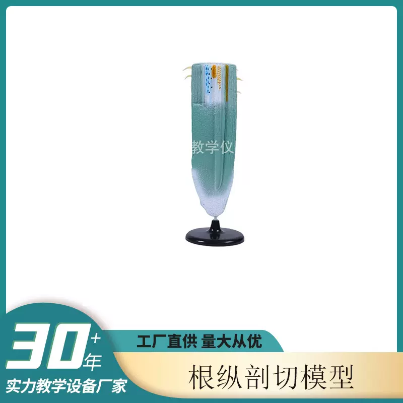 根纵剖切模型 讲授根的构造时直观教具研究教学仪器植物学教学