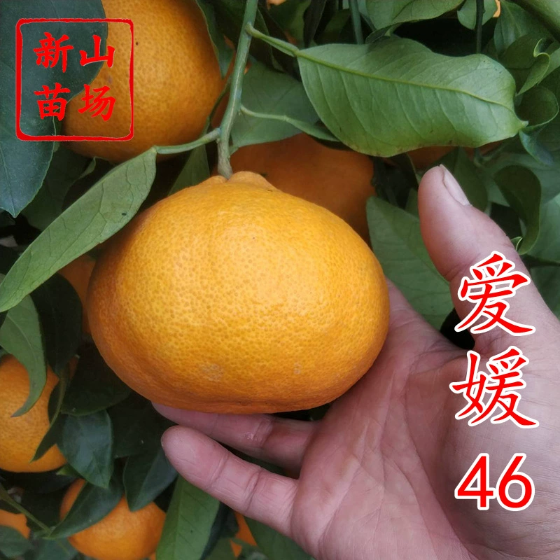 【Ehime 46 саженцев цитрусовых】Раннеспелые саженцы мандарина Nijisanji в ноябре, новые сорта цитрусовых Amida Citrus.