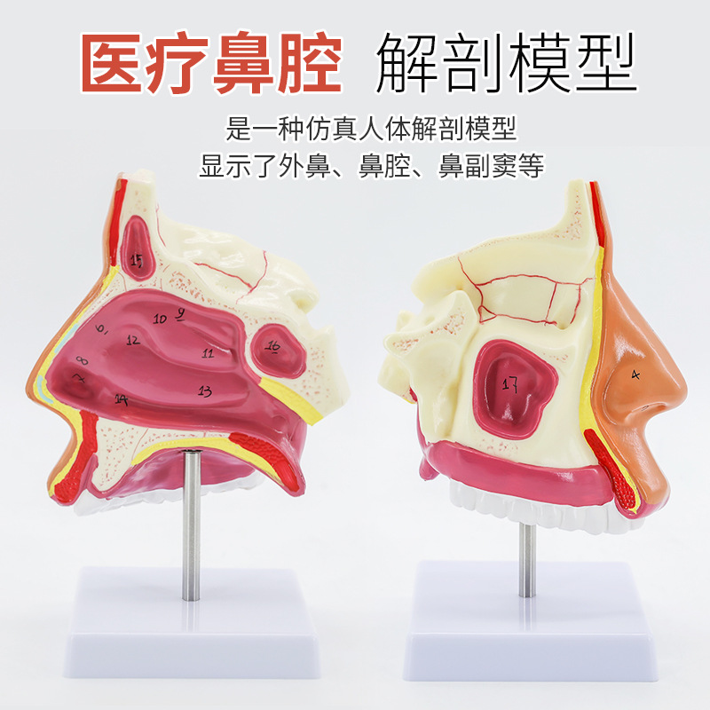 ��ǻ����ģ�� ���Ǻ���ҽ�� ���ʺ�ģ�� �ڱ���ʸ״ �ڱǽṹģ��