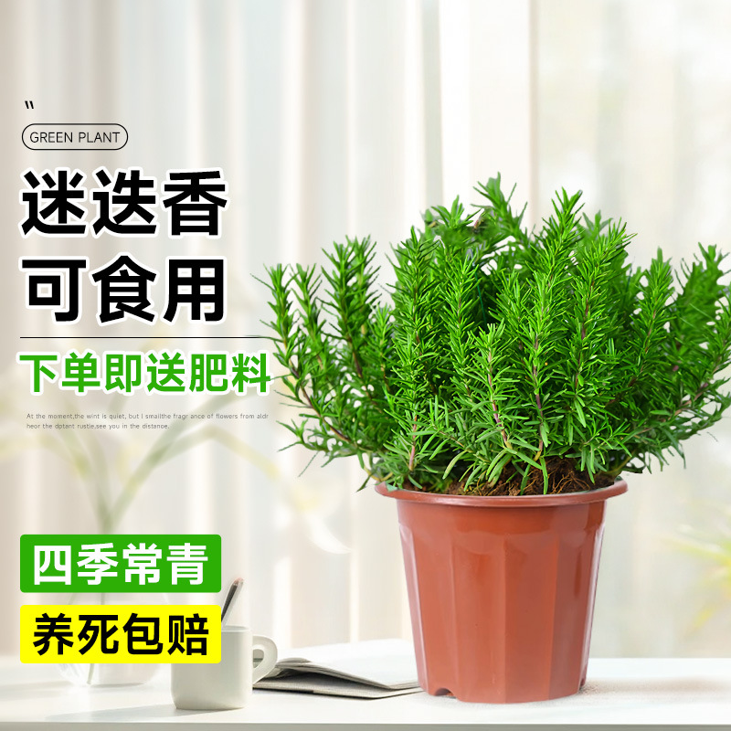 精選食品級盆迷迭香【原盆】