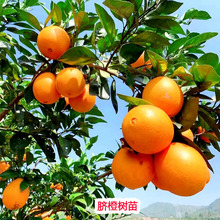 嫁接赣南脐橙树苗大树橙子树苗耐寒盆栽地栽当年结果庭院果树果苗