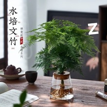 水培植物文竹盆栽室内好养客厅盆景花卉四季常青办公室桌面绿植