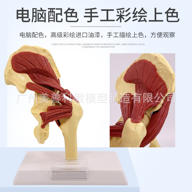 人体膝関節上肢筋腕関節血管靭帯骨格モデル股関節機能構造