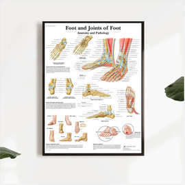 人体解剖学肌肉艺术海报身体地图帆布画图片科学医学卧室装饰画芯
