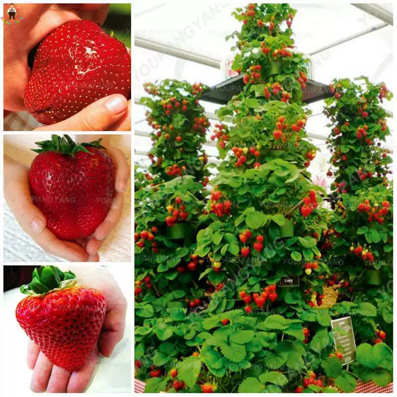 Четыре сезона альпинистские семена клубники огромные семена кремовой клубники крытый балкон цветочное растение в горшке