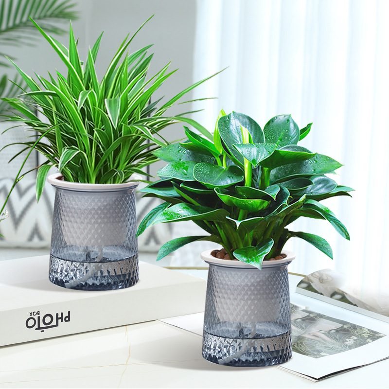 [2개 세트] 골든 다이아몬드 + 거미 식물 + 별 세면대 2개 + 영양액