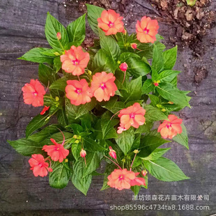 African Impatiens Road Flower Bed Greening Flower Courtyard Flower Mirror Plant Impatiens Base Wholesale