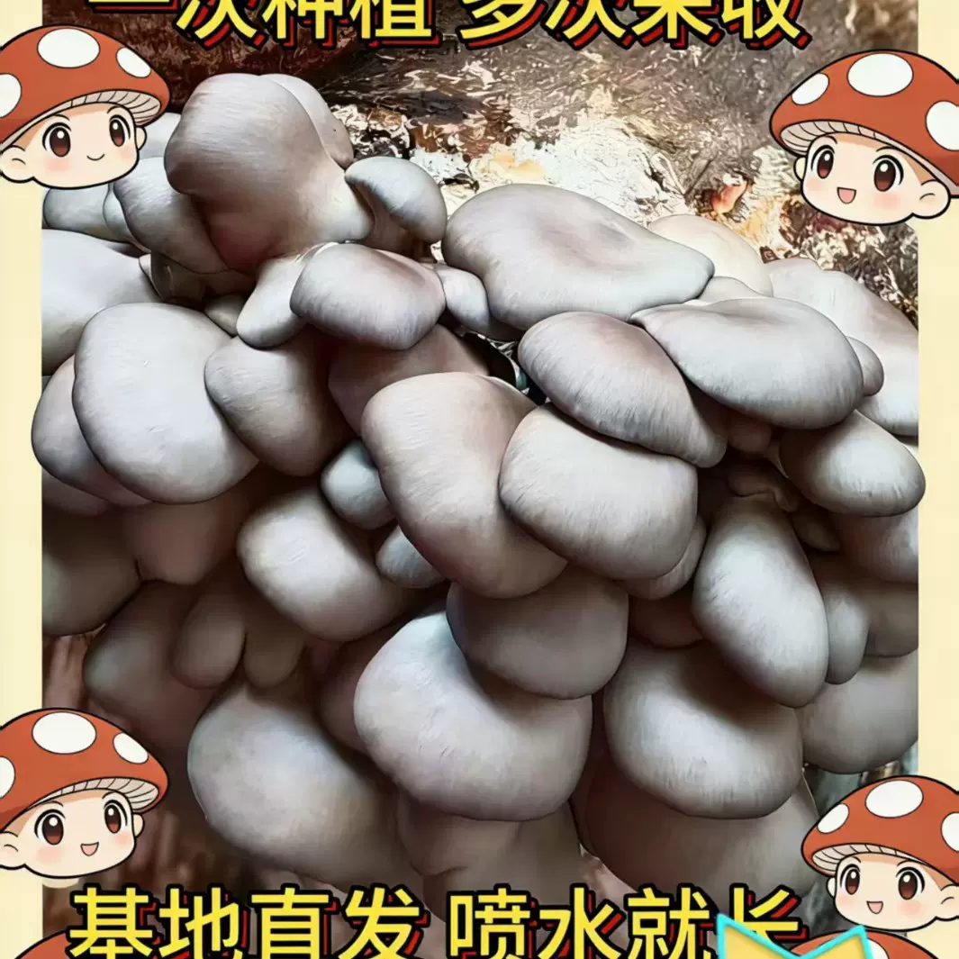 蘑菇种植家庭种植送木头高存活回家自己种四季可种植食用