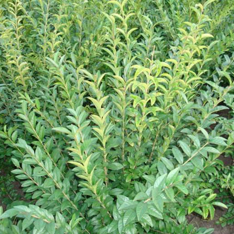 Поставка инженерных кустарников, живых изгородей из водного воска, высококачественных саженцев водного воска, саженцев для зеленения, водного воска, полная спецификация и отличные цены.