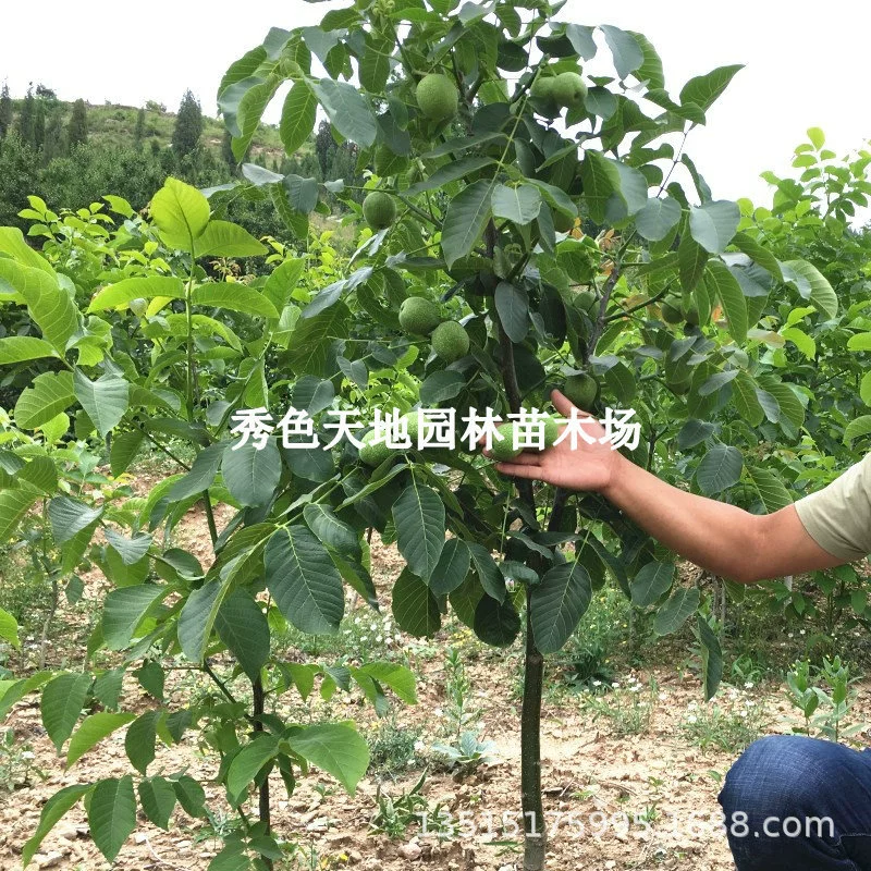 Тонкокорые саженцы грецкого ореха 8518, саженцы грецкого ореха с бумажной корой, прививаемые для посадки в северных и южных регионах, плодоносящие деревья для отдыха и развлечений, орехи, дающие урожай в том же году, что они посажены.