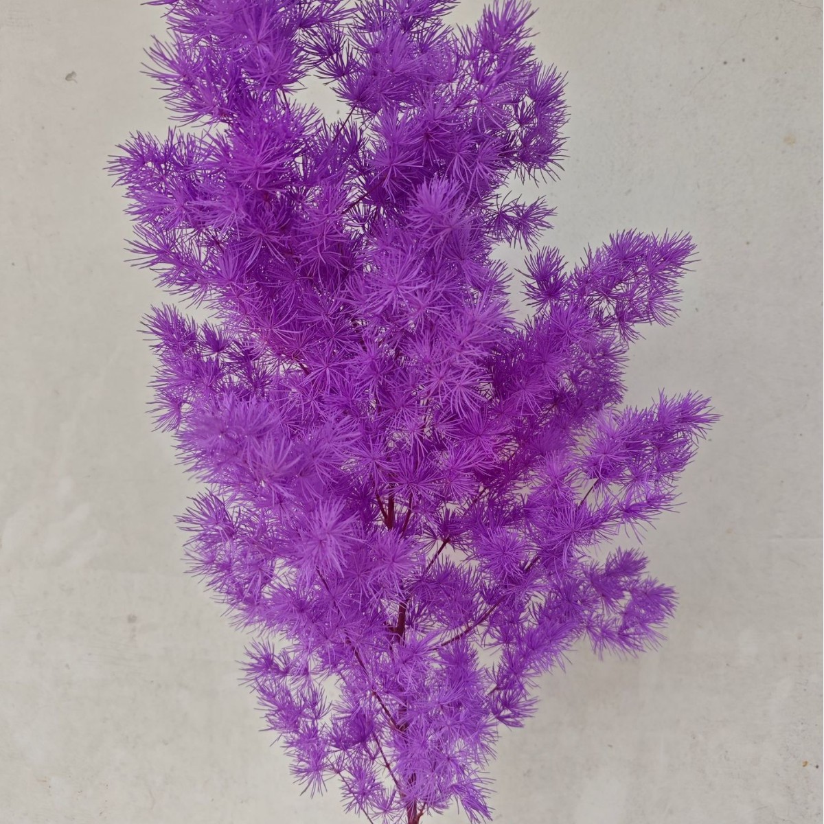 Violet 100g