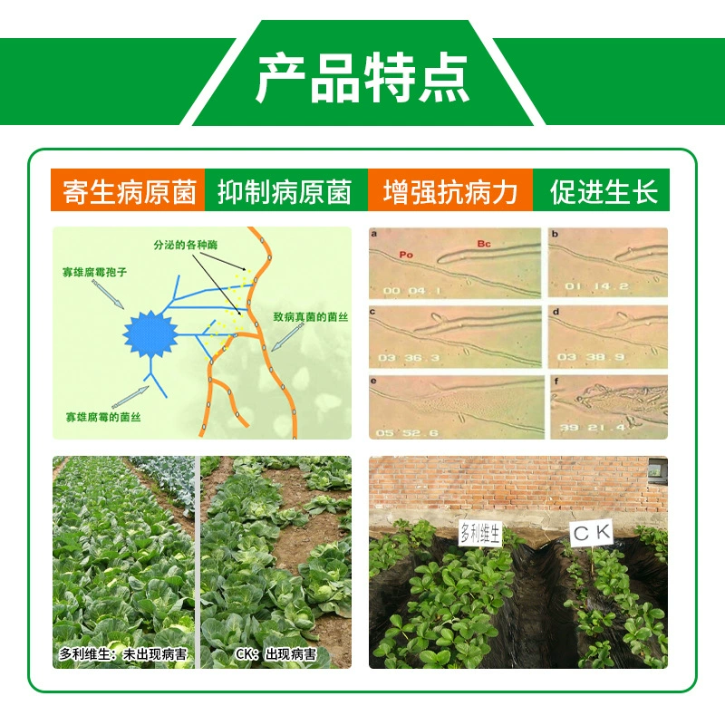 Pythium 50g per bag
