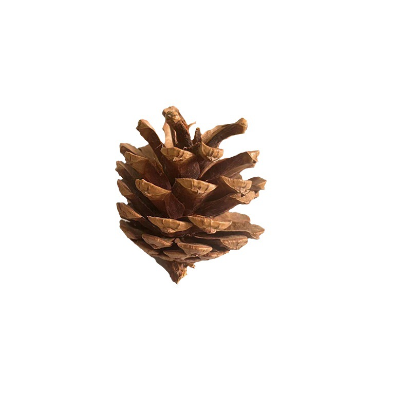 Suministros de decoración de cono de pino natural PET molar cono de pino conejo ardilla hámster Totoro loro aliviar juguetes congestionados image 6