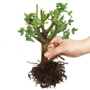 Rose Seedling Old Pile Big Flower Fragrant Flower Green Plant Potted Rose Rose Indoor and Outdoor Balcony Good for Four Seasons