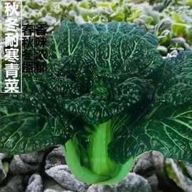 随州泡泡青冬菜杭州皱叶黑乌油冬儿大好吃种籽菜籽孑青菜种子