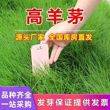 高羊茅草籽草坪种子耐寒耐旱护坡绿化四季常青蓝标高羊茅种子