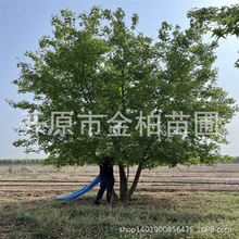 丛生元宝枫造型树斜飘元宝枫庭荫景观树五角枫行道树枫树球小苗