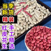 新货四粒红皮花生新鲜带壳花生米东北特产原味新鲜晒干生花生家用