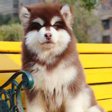 纯种大型阿拉斯加幼犬活体黑白灰色熊版阿拉斯加雪橇犬宠物犬价格