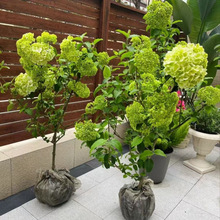 �󻨶��򻨻ܽ���ľ��ͥԺ�͟����A�԰�����ľ����e�������ͺ���