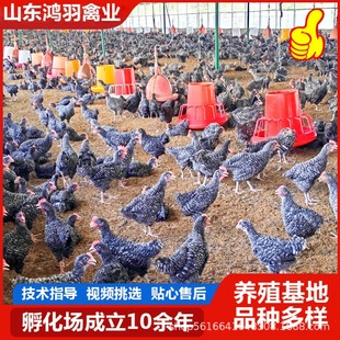 1.5�������J���u����  ���ڰ��J���u����Ó���u��  ���J���u