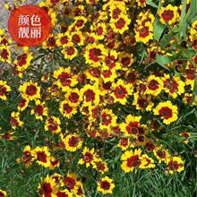 盆栽播种菊蛇目菊阳台金鸡孔雀菊菊庭院花籽两色昆仑金钱种子春秋