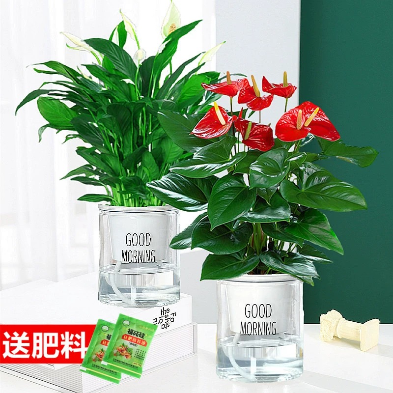 [2개 세트] 프리미엄 안스리움 + 프리미엄 화이트 팜 + [굿모닝 세면대] + 영양액