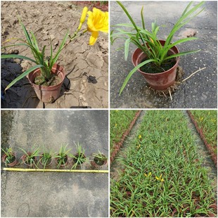 ��ɽ���ع������������ ����� ���^������ľ