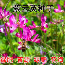 牧草紫云英种子红花草种子养蜂蜜源高产绿肥牧草种子食用野菜种籽