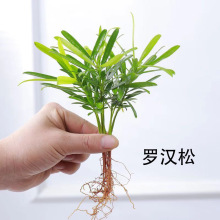 �����㻨������Ҭ��������������ļ�����ˮ���҃�ֲ���k�����Gֲ