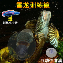 雷龙鱼训练镜子斗鱼罗汉双面透明鼓腮咬缸外逗鱼指环扣透视镜
