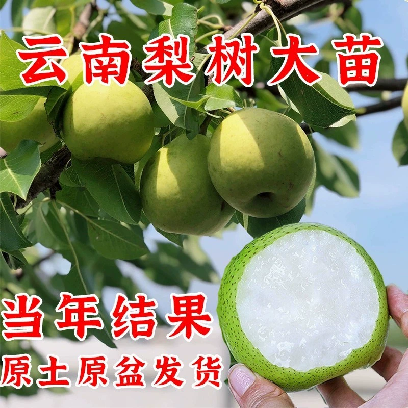 Саженцы груши Юньнань, привитые в большие саженцы, груши с зеленой короной, горшечные саженцы из желтого палисандра, посаженные в землю, в одном году плодоносящие в северной и южной частях.