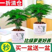 文竹盆栽绿植花卉盆景植物室内客厅水培文松云竹带盆大苗四季常青