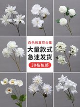 ��ɫ����c���������b��ٻ��[����Y�廨��ˇ���ϻ�ƹ�Ҿ�