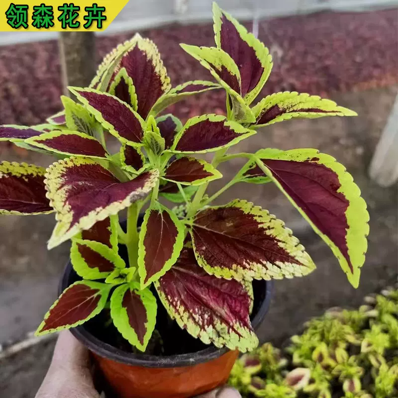 青州养殖基地直销彩叶草 好养耐寒颜色鲜艳彩色花卉 绿化绿化草花