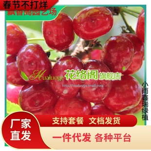 ���Ҙ��m�Ϸ������Nֲ����܇�����ش���Ҙ��ͺ�����ͥԺ���Ҙ���