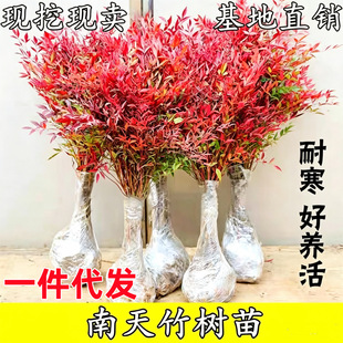 ���������Լt�����辰�G����ľ����ͥԺ�ͺ�ֲ������������{����