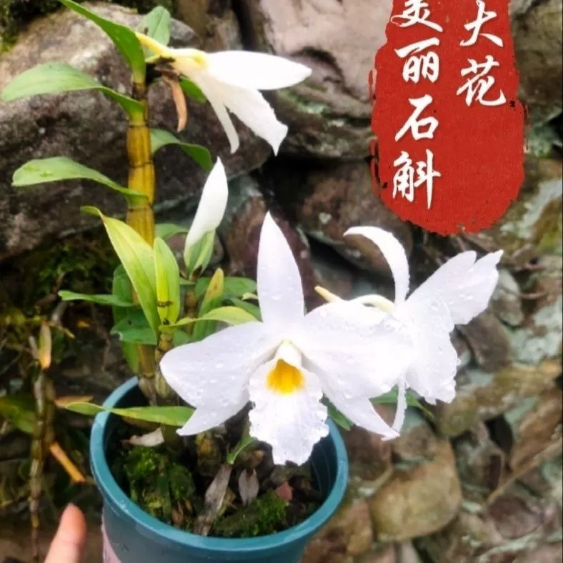 Красивые цветы дендробиума с множеством бутонов, ароматные цветы, непрерывное цветение, много бутонов, бутон за бутоном.