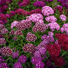 ���ʯ��N���ļ����N�׻��ɫ�Wʯ��ͥԺ����ʯ��ݻ��N���ӻ���